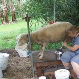 Эффективное разведение и выращивание овец в домашних условиях