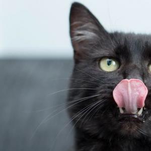 Почему коты любят валерьянку и почему им нельзя валерьянку даже нюхать
